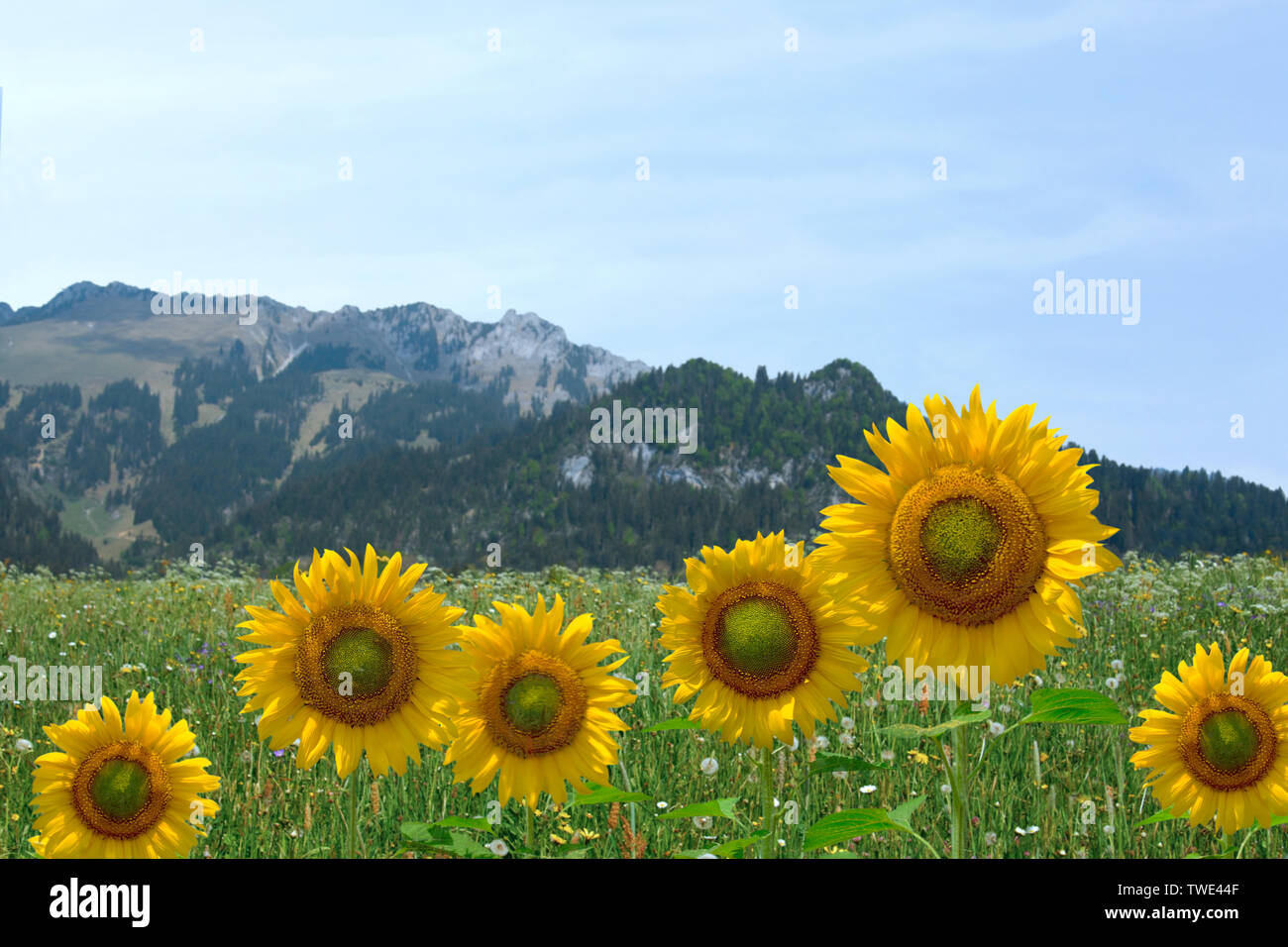 Sunflowers (Helianthus annuus) in a field Stock Photo