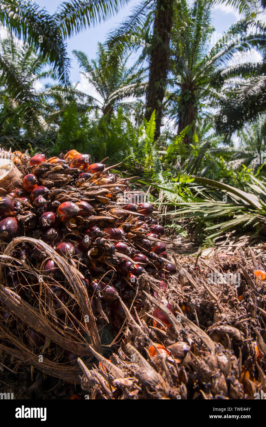 Oil Palm kernel in an Oil Palm plantation, near Tawau, Sabah, Borneo, East Malaysia. Stock Photo