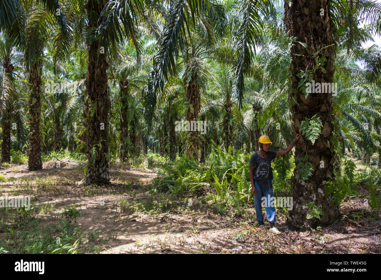 Worker in Oil Palm plantation, near Tawau, Sabah, Borneo, East Malaysia. Stock Photo