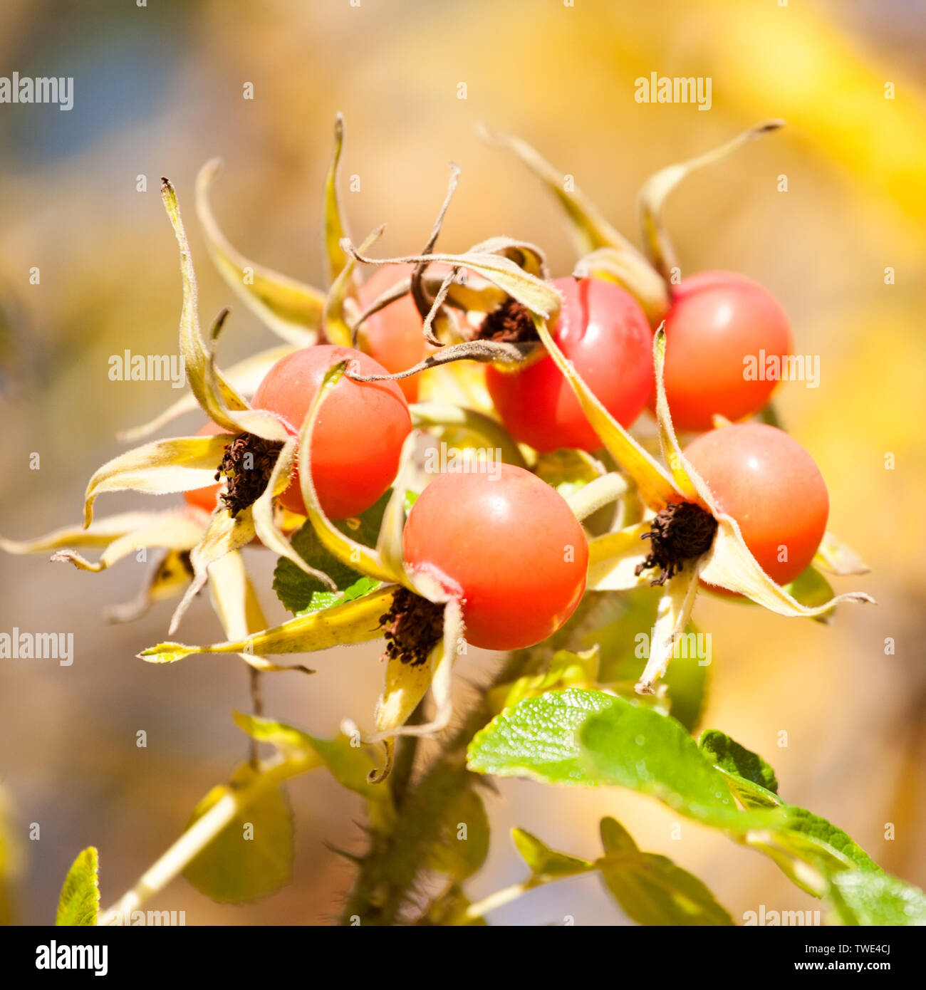 dog-rose fruits closeup on autumn yellow leaves background Stock Photo