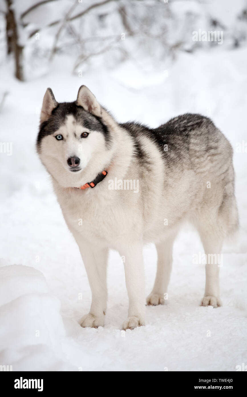 Husky dog with multicolored eyes standing full size on snow outdoor winter  background Stock Photo - Alamy