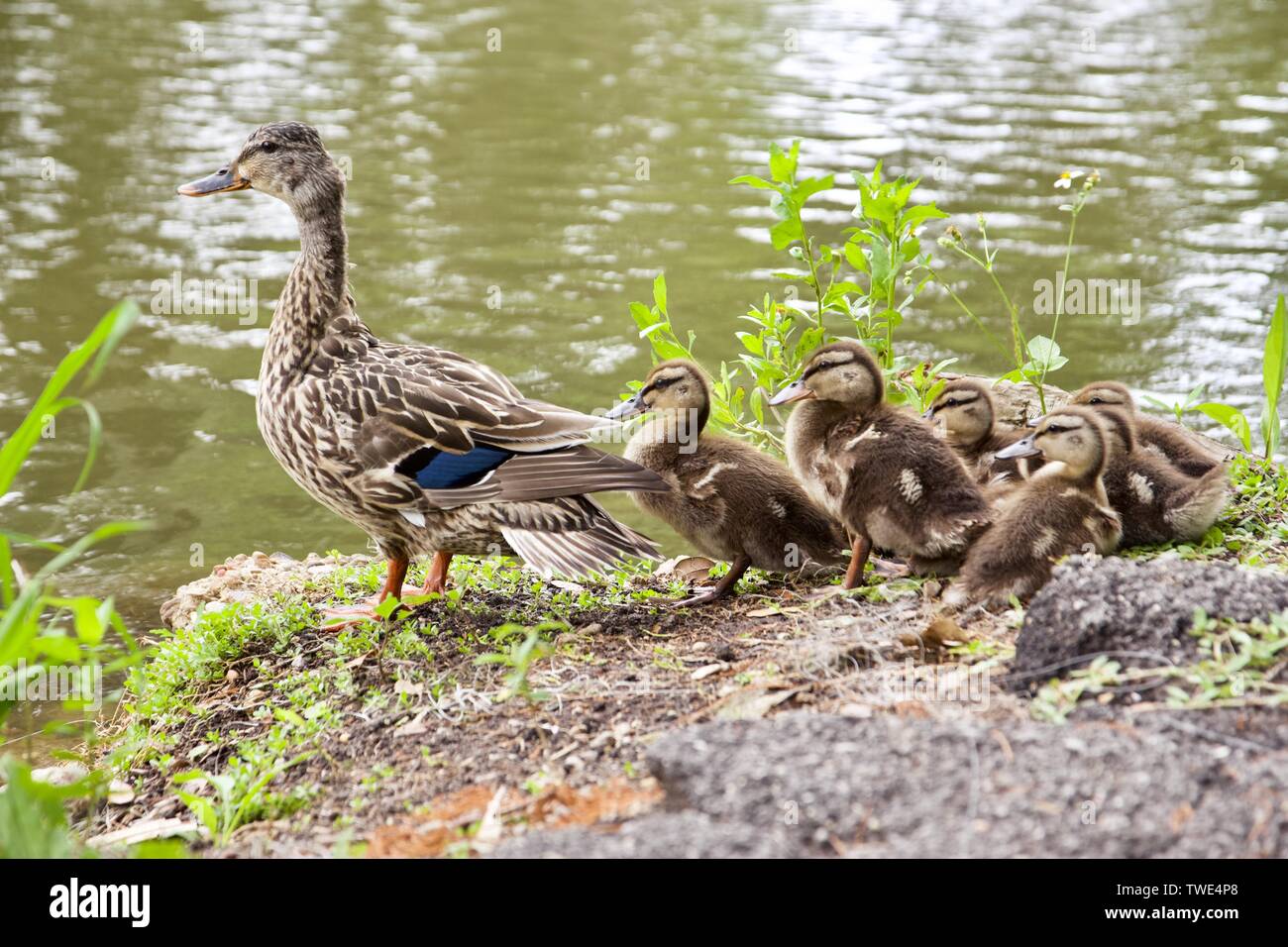 Mother female mallard with her chicks in New Orleans Stock Photo