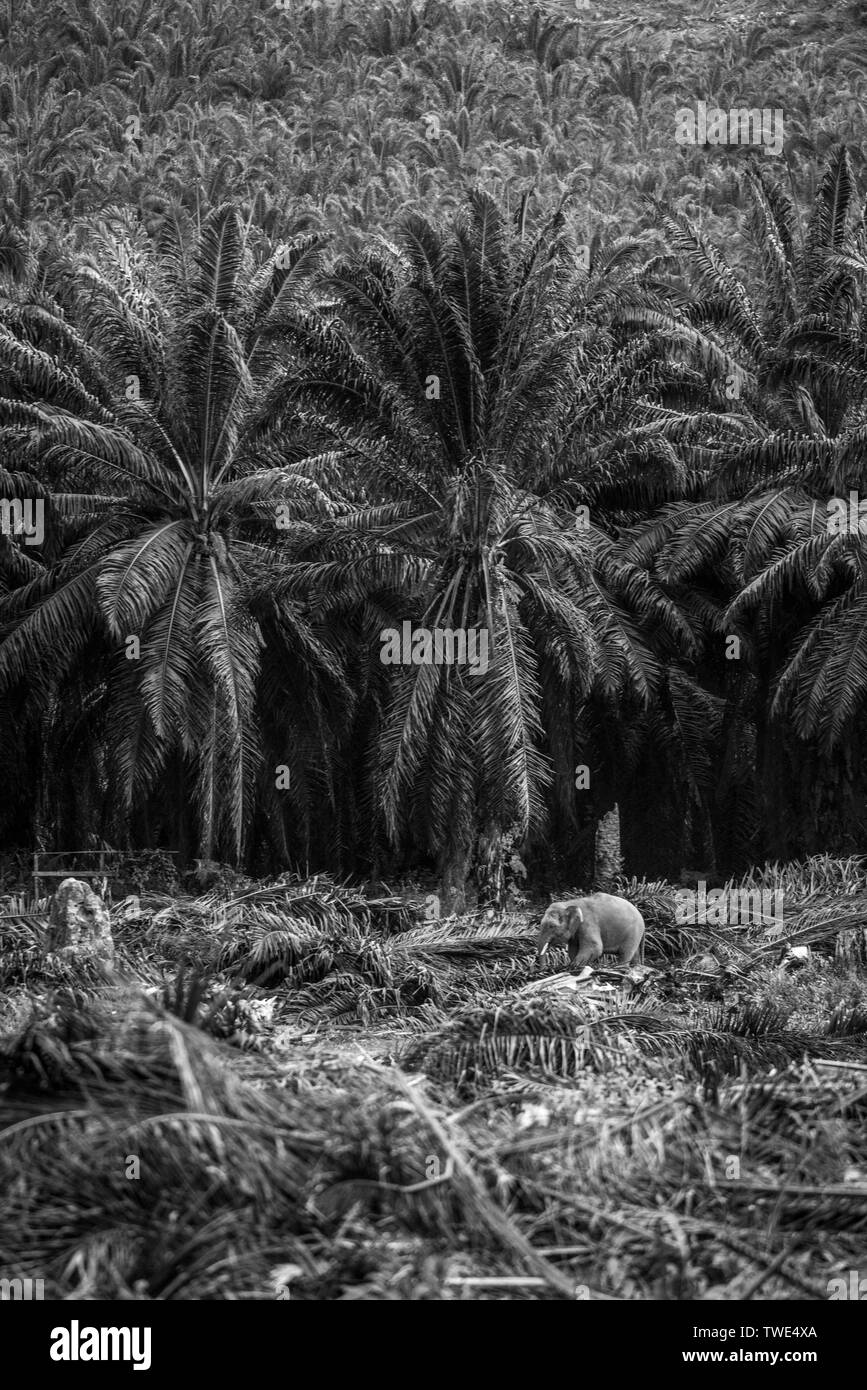 Bornean Elephant, Elephas maximus borneensis, in Oil Palm plantation, near Tawau, Sabah, Borneo, East Malaysia. Stock Photo