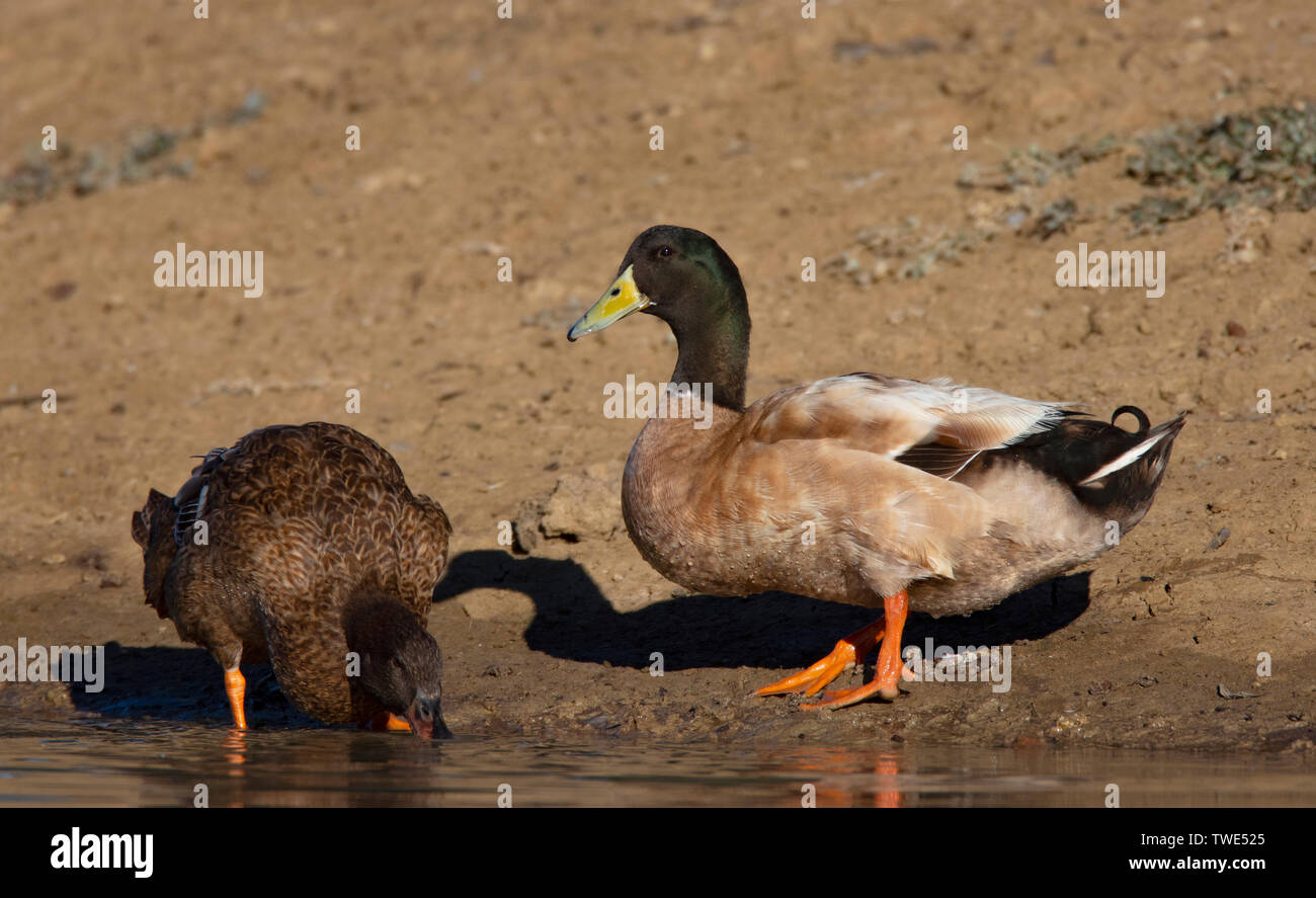 Northern Mallard duck, Anas platyrhynchos, swimming in a lagoon near Narromine in Central West New South Wales, Australia. Male on right, female on le Stock Photo