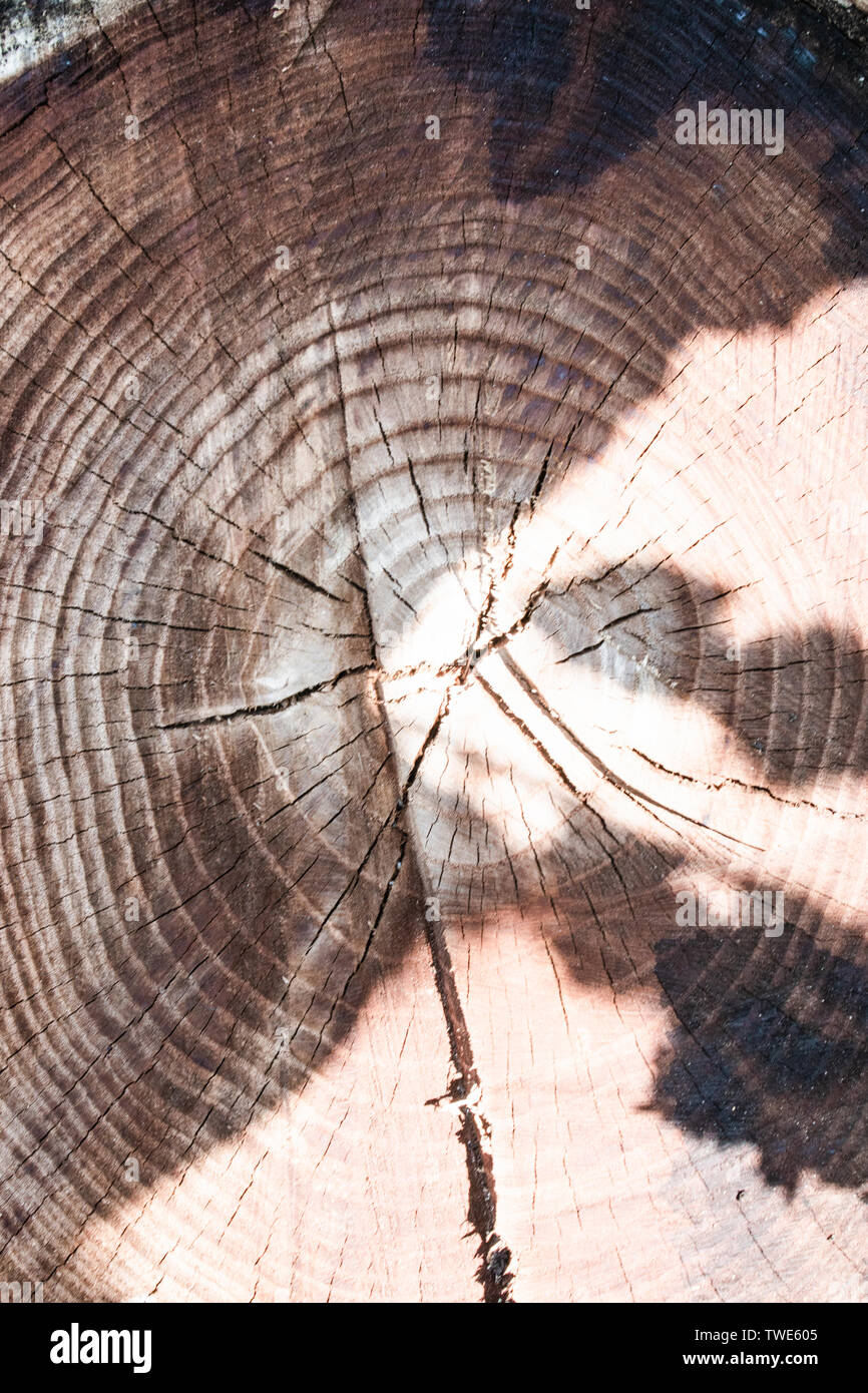 the stump of a felled tree is a section of the trunk with annual rings. The texture of the old stump. Stock Photo