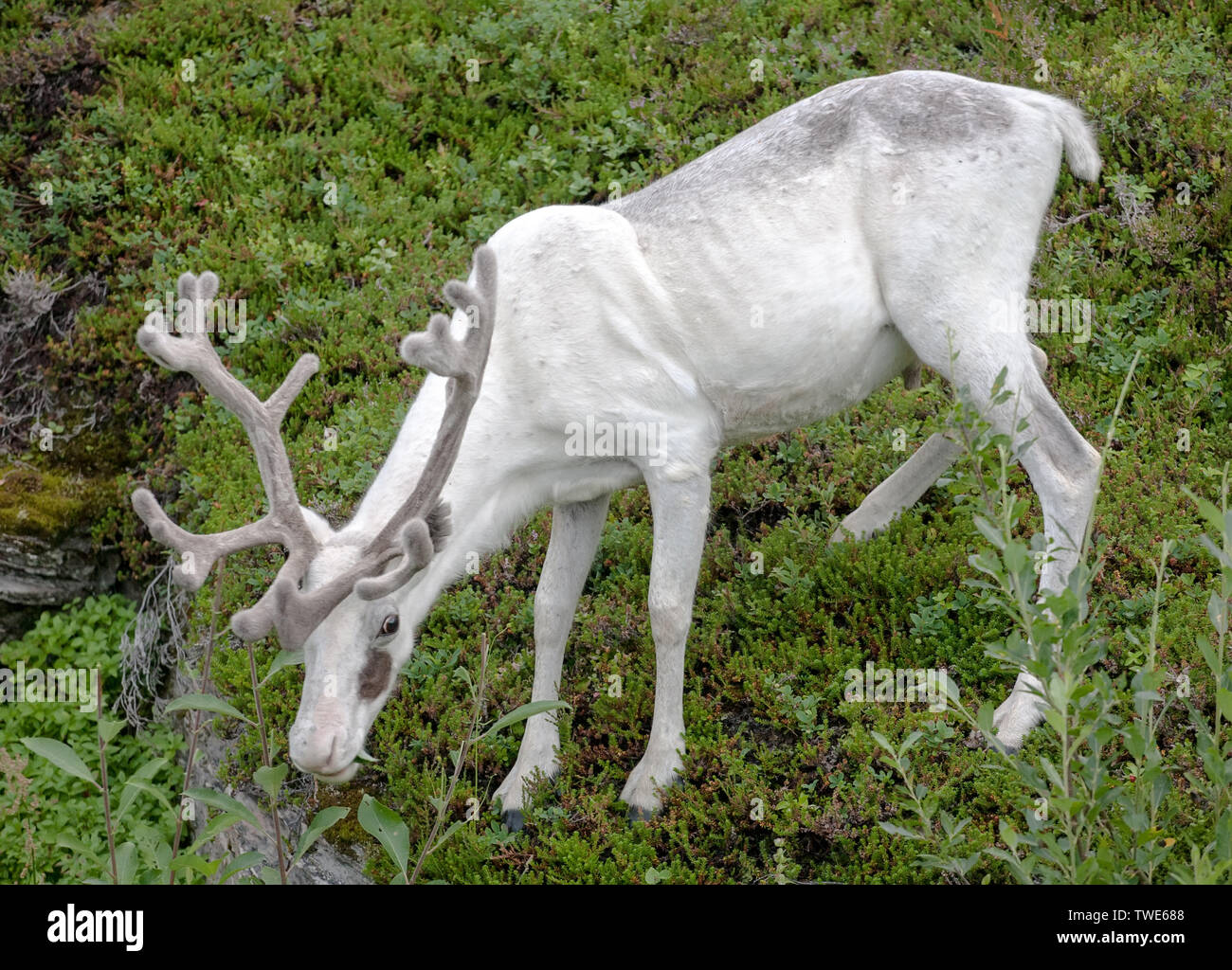 Reindeer standing hi-res stock photography and images - Alamy