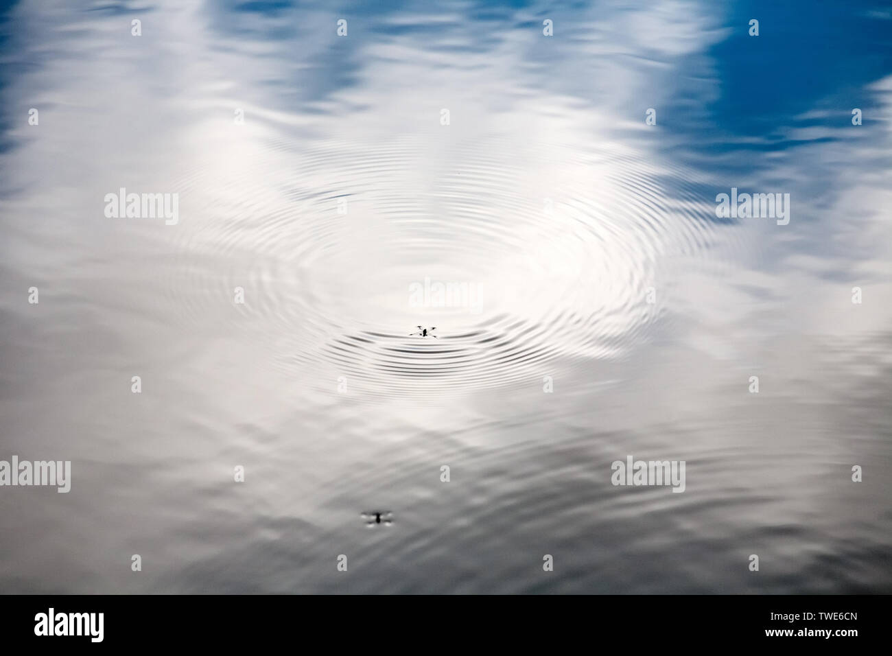 water surface with blue sky and clouds reflection and strider insect ...