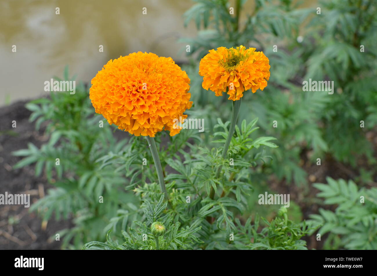 Marigold Leaves High Resolution Stock Photography And Images Alamy Marigold Leaves High Resolution Stock Photography And Images Alamy