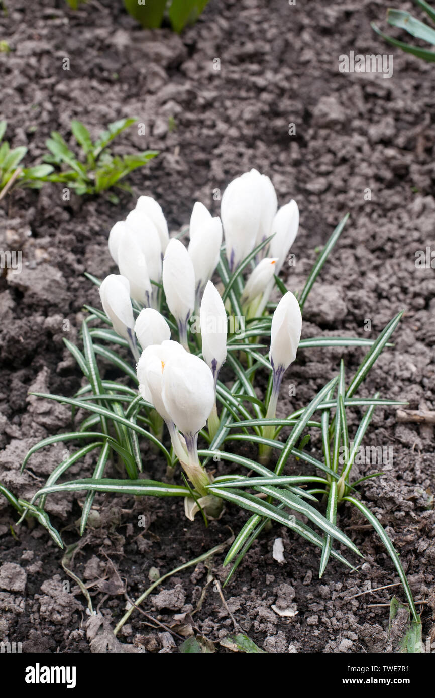 white snowdrop spring flowers closeup view on earth background Stock Photo