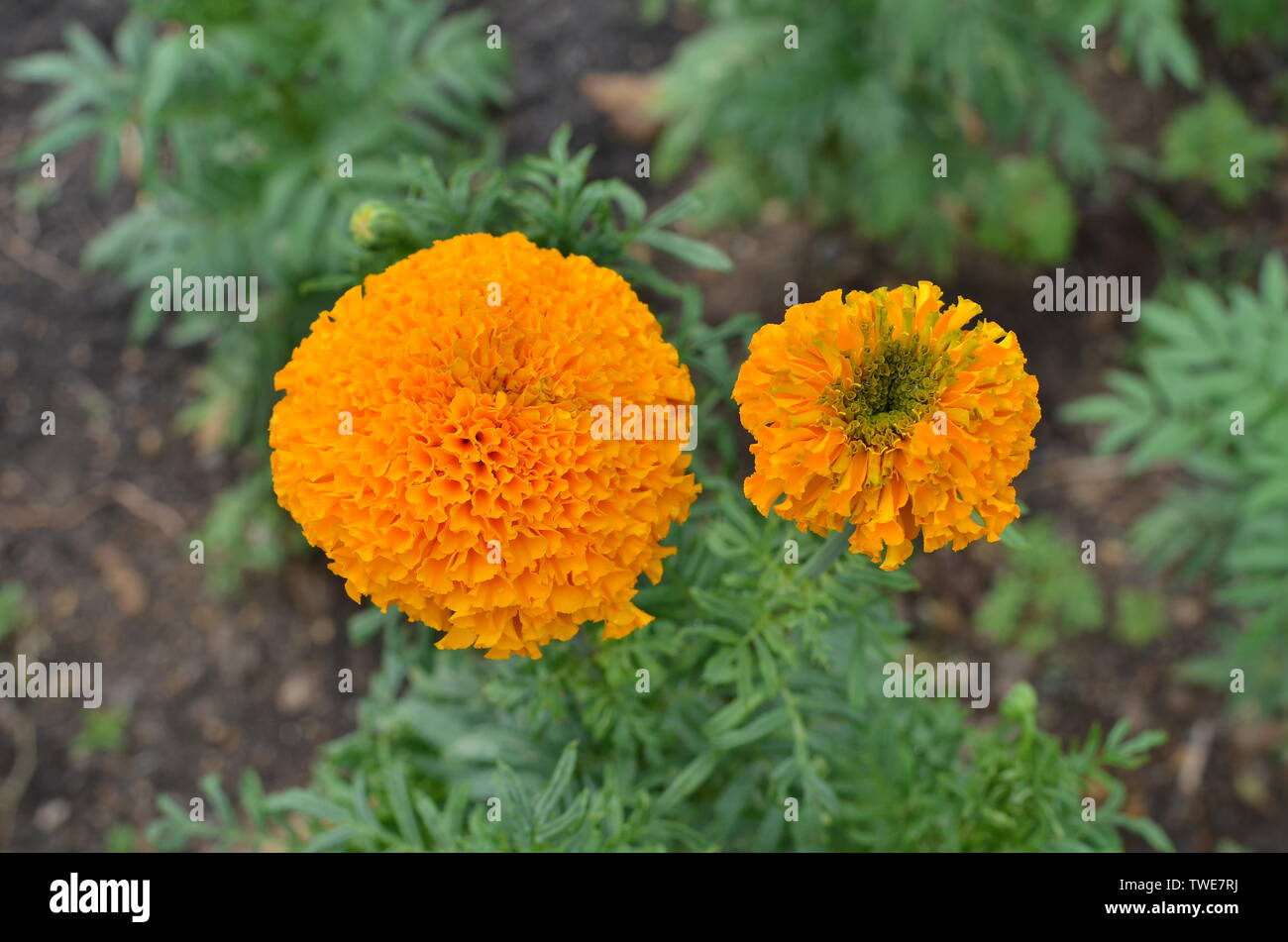 Yellow Marigold Leaves As An Herbal Medicine For Baby Stomach Pain In Aceh Stock Photo Alamy Yellow Marigold Leaves As An Herbal Medicine For Baby Stomach Pain In Aceh Stock Photo Alamy