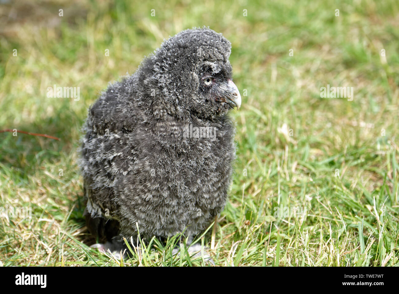 Owl chick Stock Photo