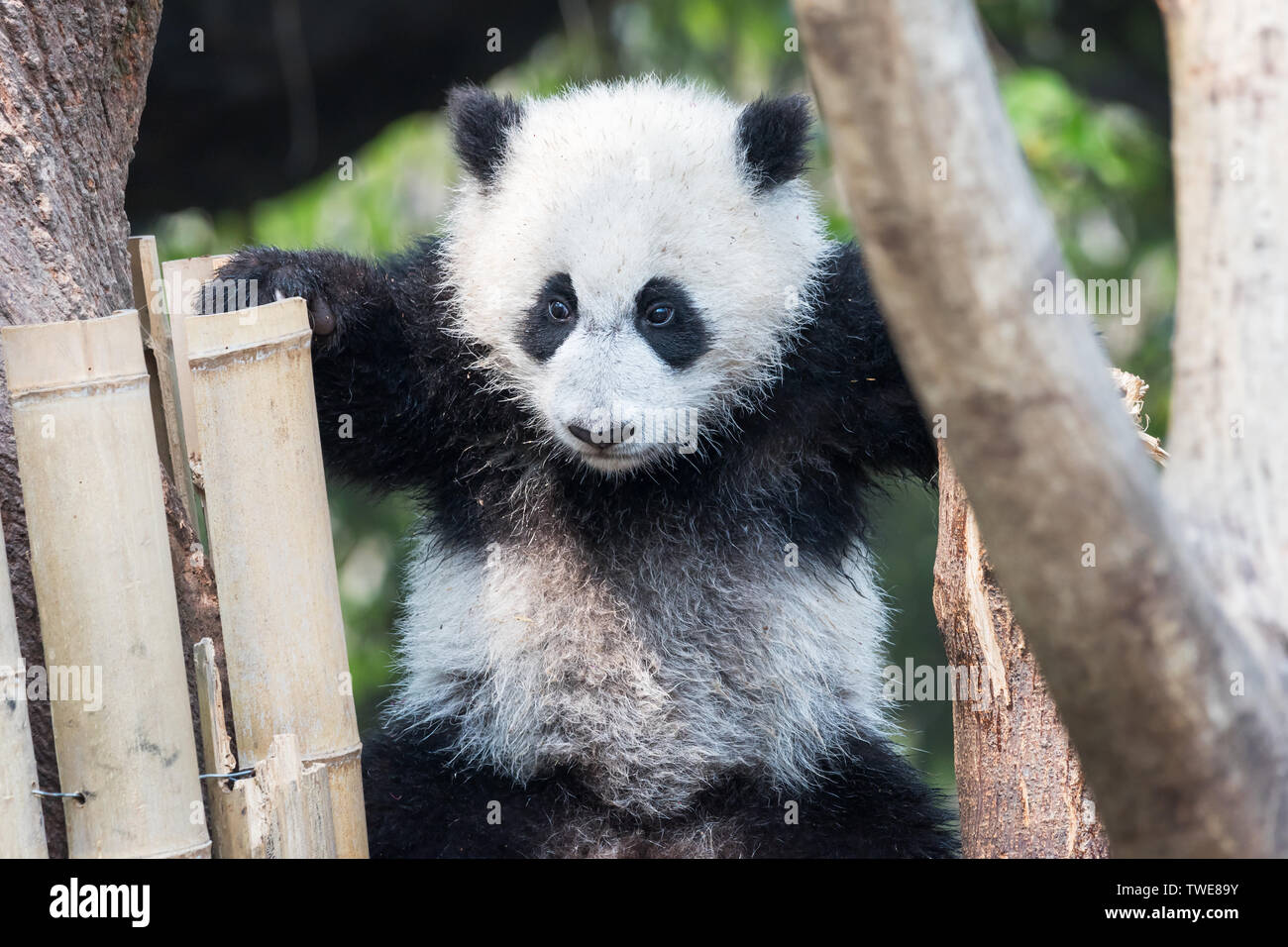 Panda cub tree hi-res stock photography and images - Alamy