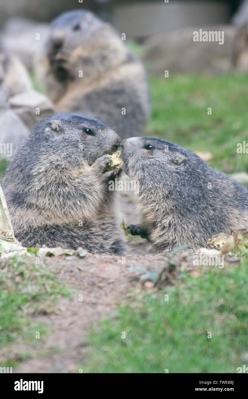 The groundhog (Marmota), a rodent living in the Alps Stock Photo