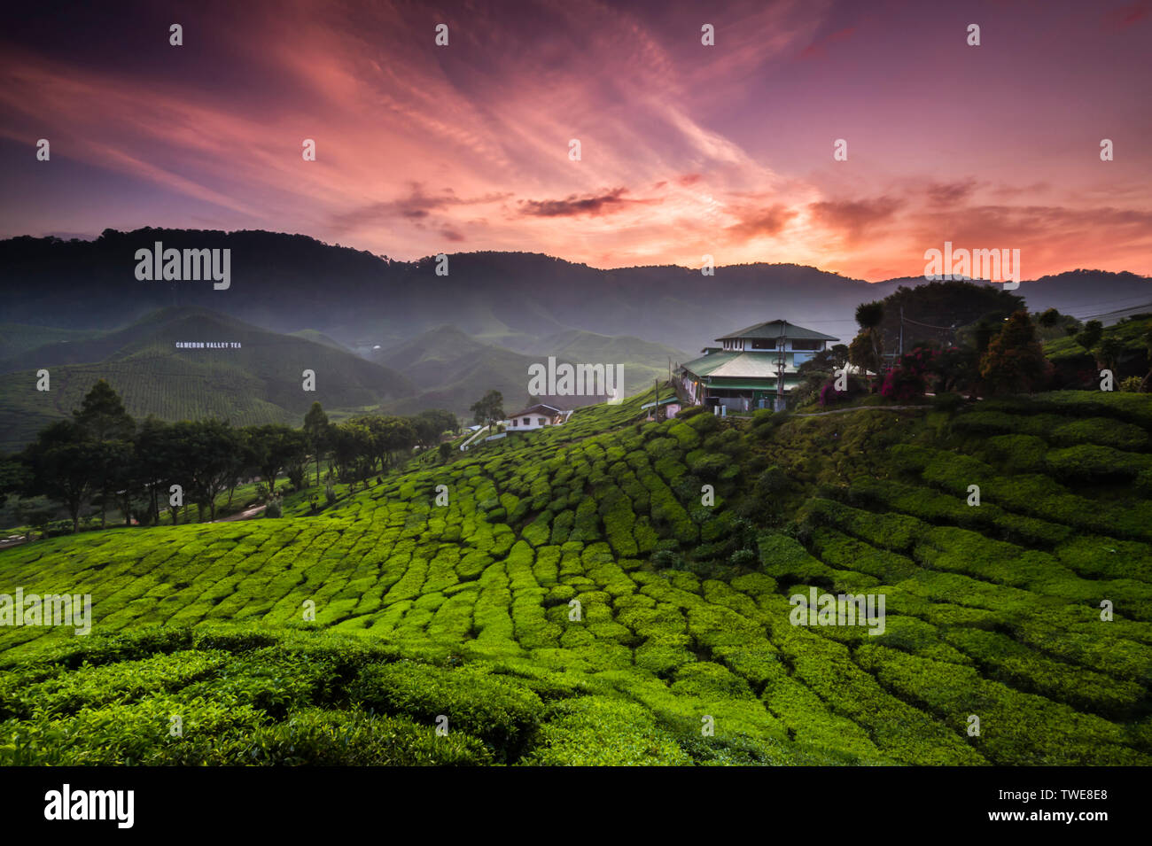 Cameron Highland Tea Plantation Stock Photo Alamy