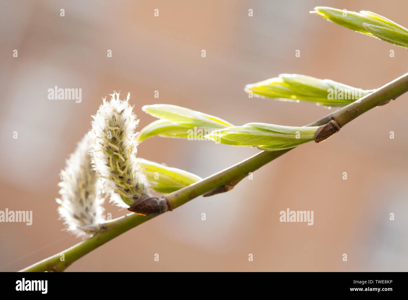 spring light green buds and leaves on willow tree branch closeup view on outdoor sunny blurred background Stock Photo