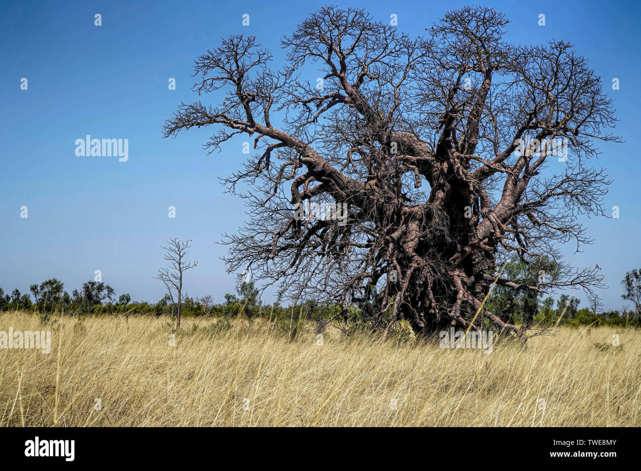 Very old Boab Tree with no leaves and grass in the foreground Stock Photo