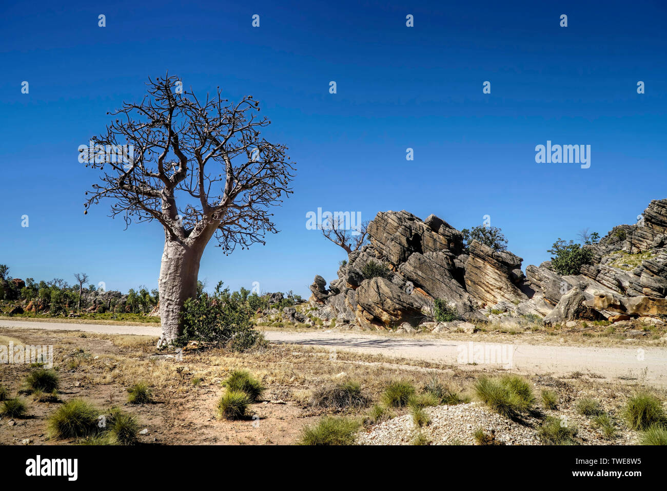 Boab Tree with spinifex grass in foreground and large rocks Stock Photo