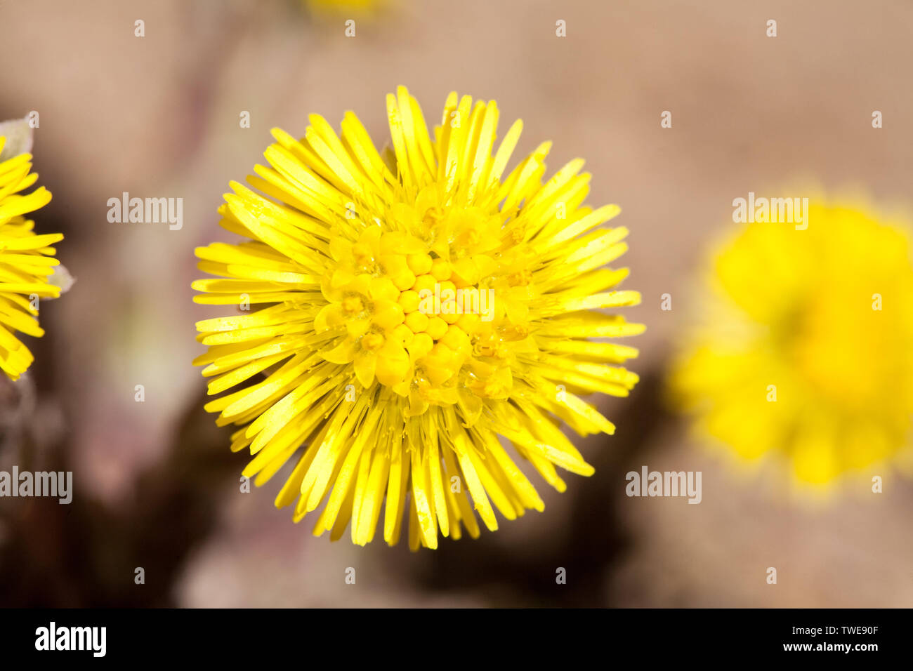 coltsfoot yellow flower Sun like closeup top view on blurry background Stock Photo