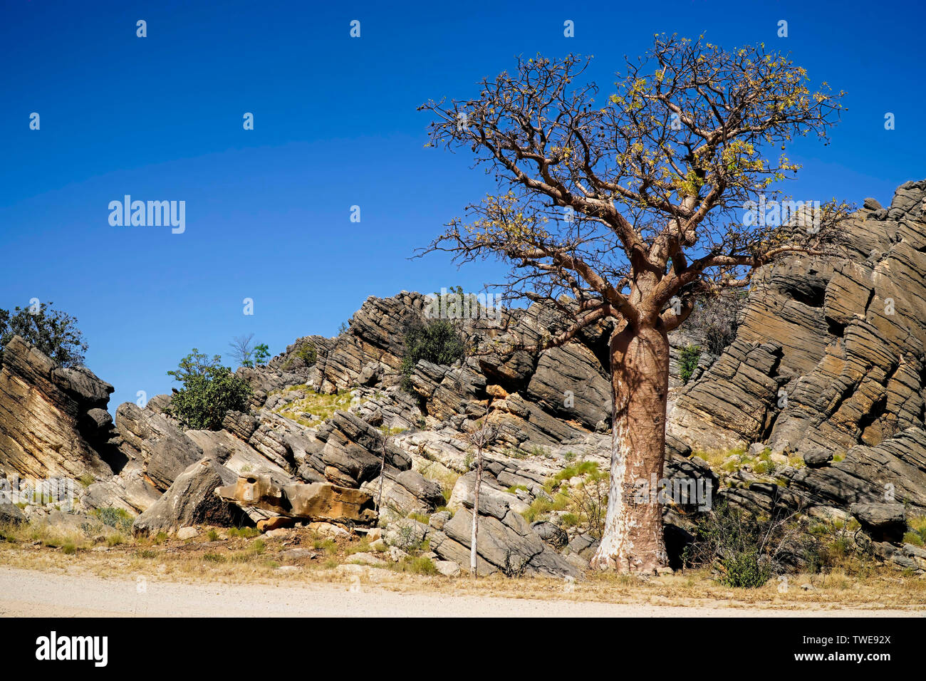 One Boab Tree with large boulders and rocks and blue sky Stock Photo