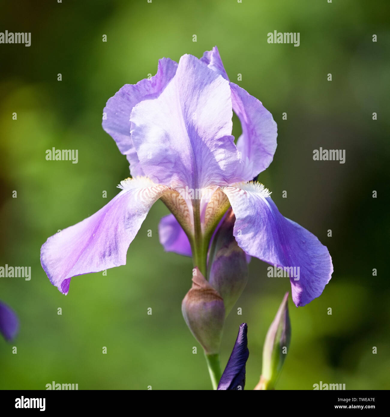 blue iris flower closeup view on outdoor garden daylight green leaves background Stock Photo