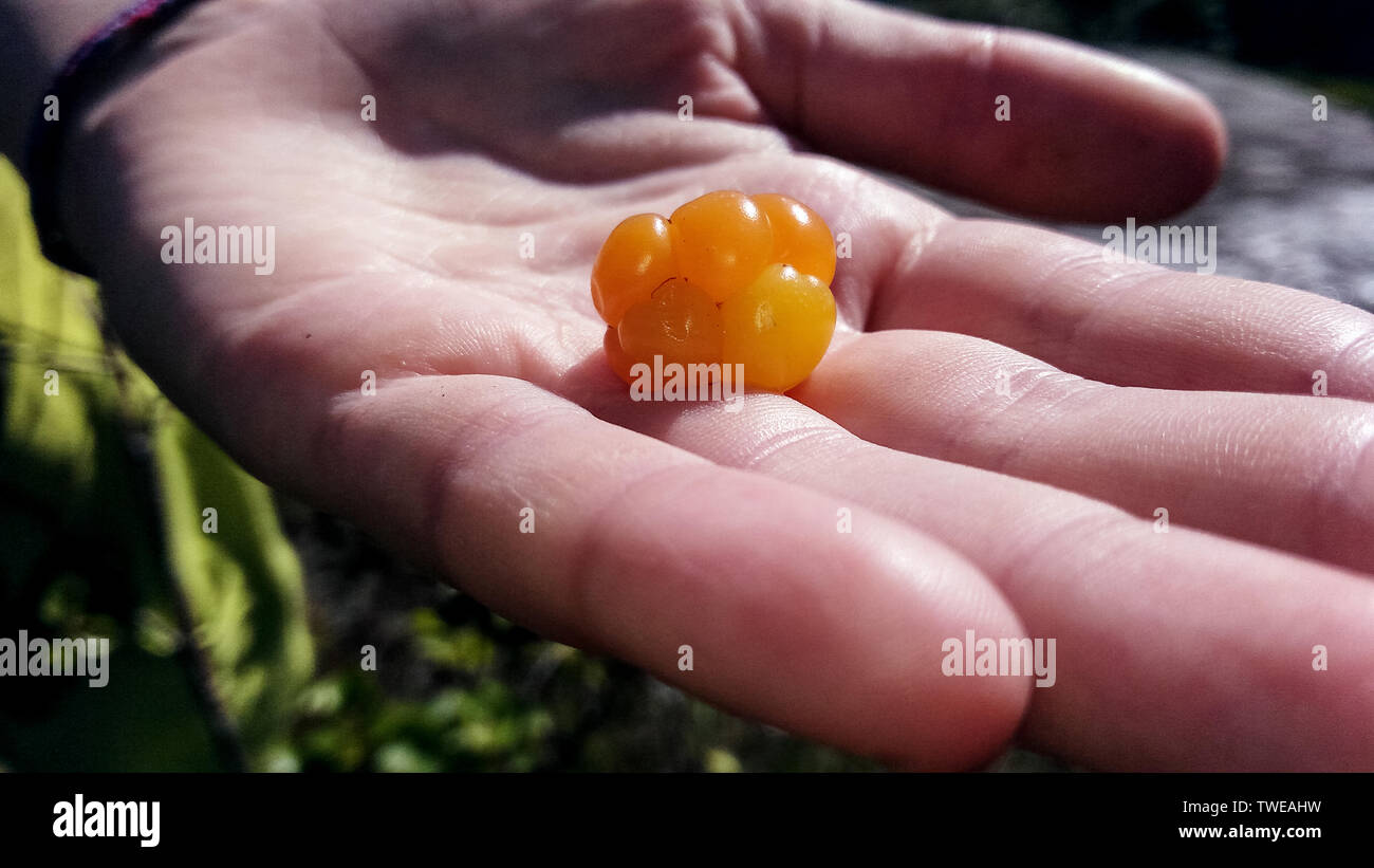 orange cloudberry laying on human hand closeup view Stock Photo