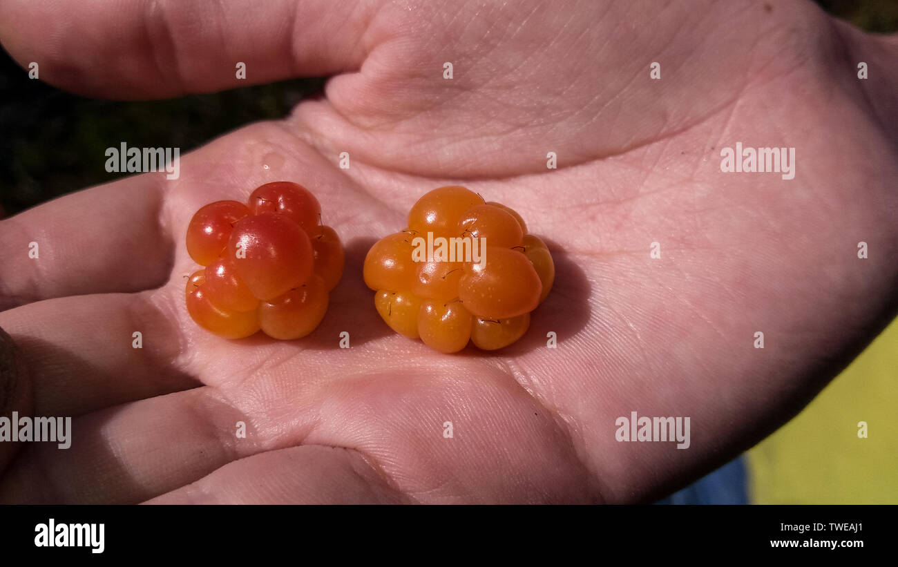 two orange cloudberries on human hand closeup top view Stock Photo