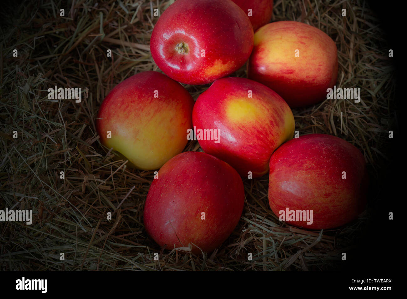 Apples, Jazz apple variety, on a meadow hay straw background with