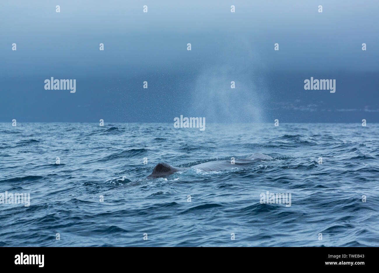 SPERM WHALE Physeter Macrocephalus Stock Photo Alamy sperm-whale-physeter-macrocephalus-stock-photo-alamy