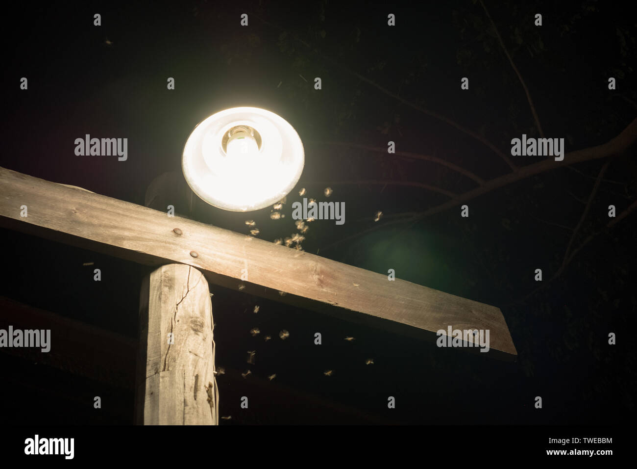 Flock of Termite flying around lamp lighting at front house Stock Photo
