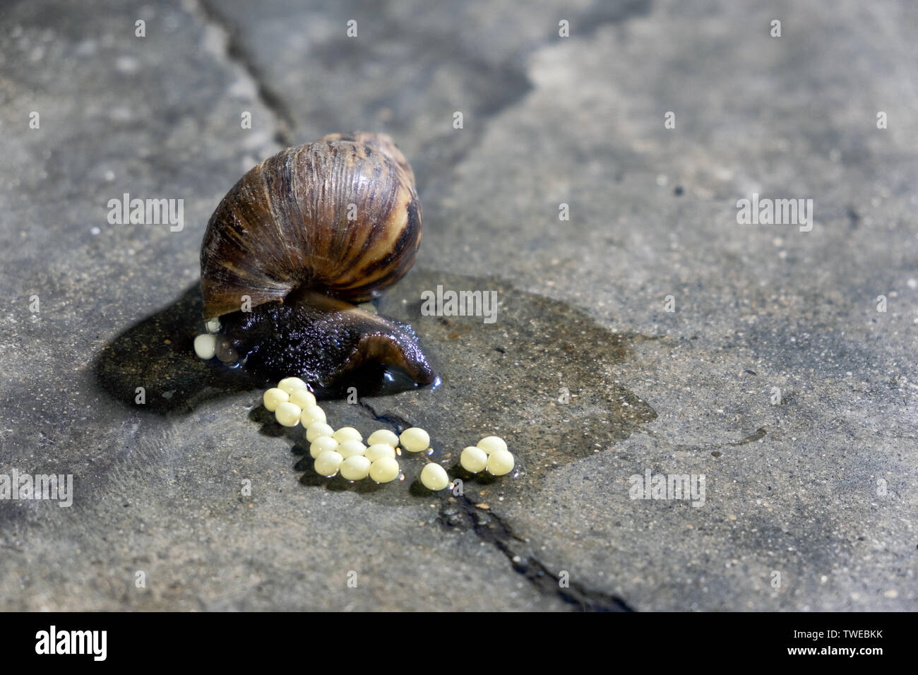 Snail breeding with lay eggs on cement floor Stock Photo - Alamy