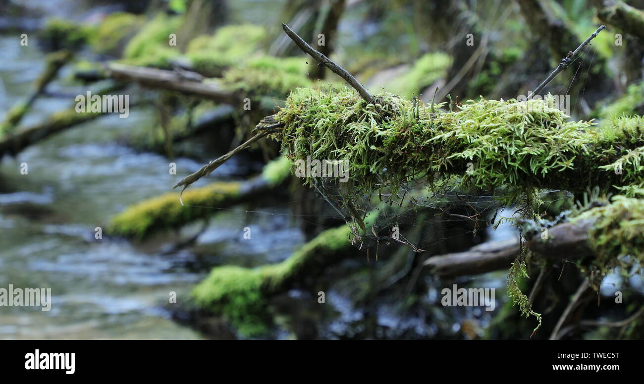 fallen tree in the river covered with moss Stock Photo