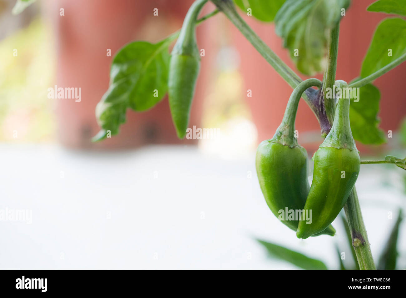 A plant of peppers of the Fish Pepper variety during fruit ripening ...
