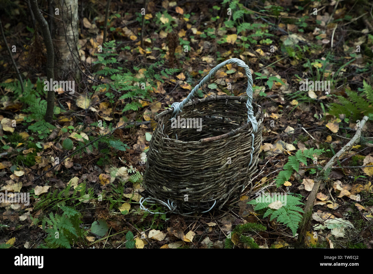 wooden basket in the forest on the ground in the autumn season Stock Photo