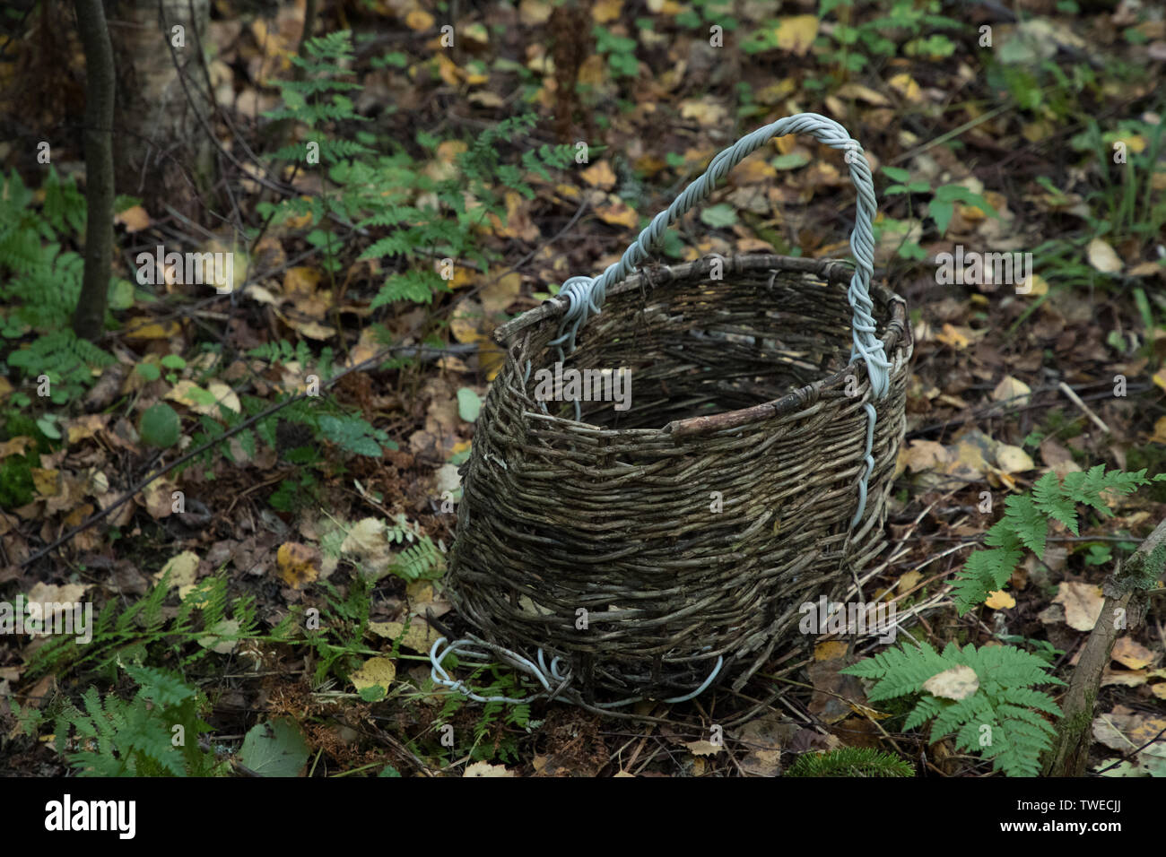 wooden basket in the forest on the ground in the autumn season Stock Photo