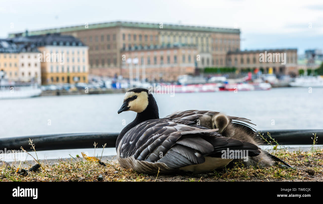 The Barnacle Goose (Branta leucopsis) with her three goslings under her wing on the quay with Stockholm Palace or the Royal Palace in the background, Stock Photo
