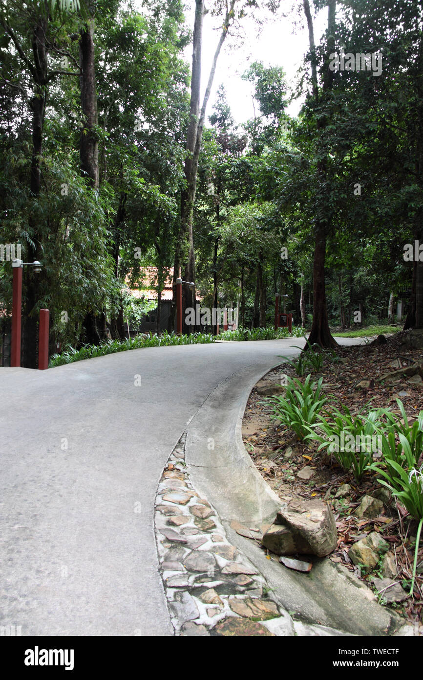 Trees along a road, Malaysia Stock Photo Alamy
