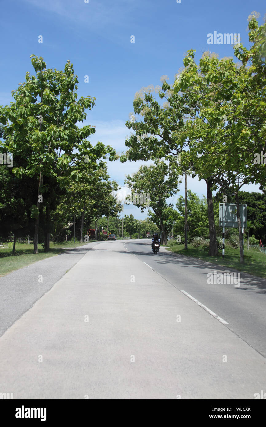 Trees along a road, Malaysia Stock Photo Alamy