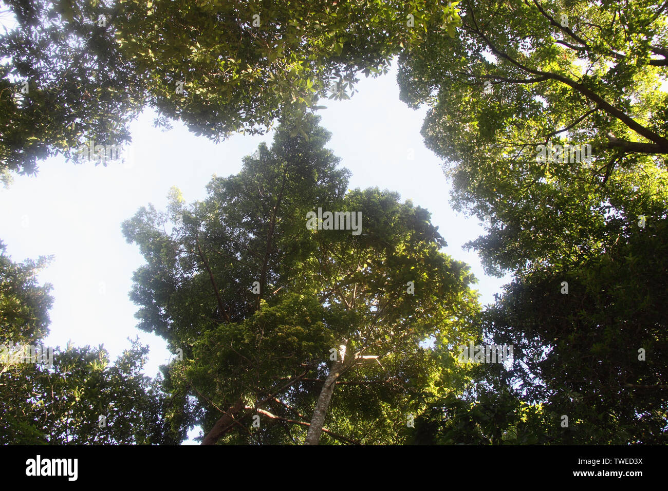 Low angle view of tree canopy, Malaysia Stock Photo