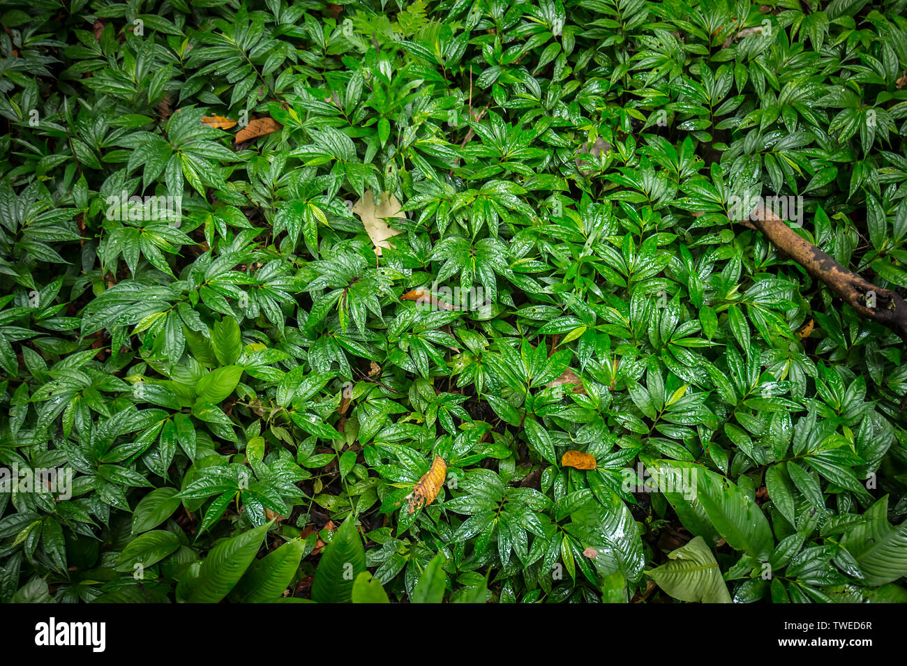 Tropical Green at Niah National Park, Niah Miri Stock Photo