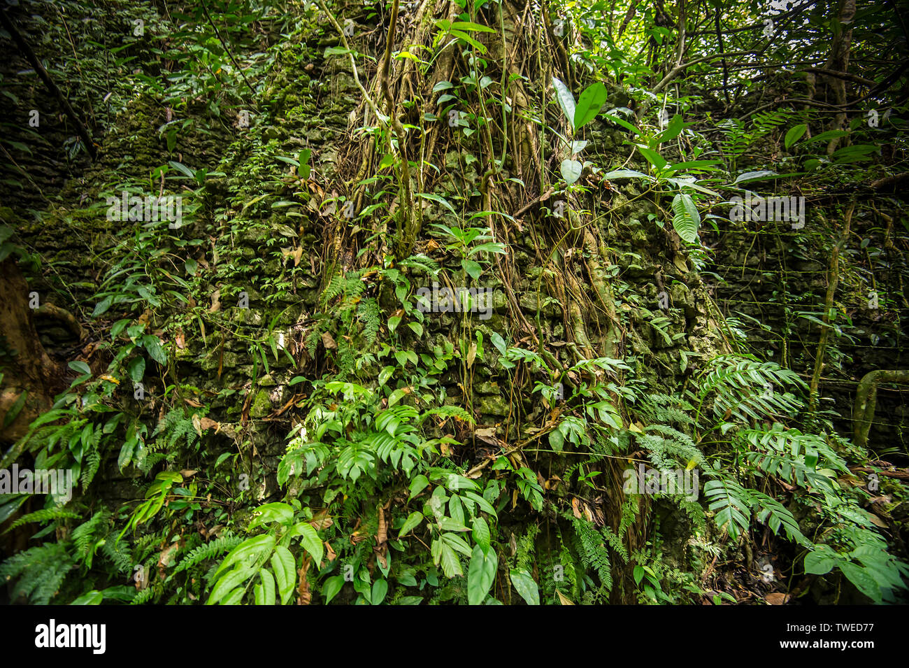 Tropical Green at Niah National Park, Niah Miri Stock Photo