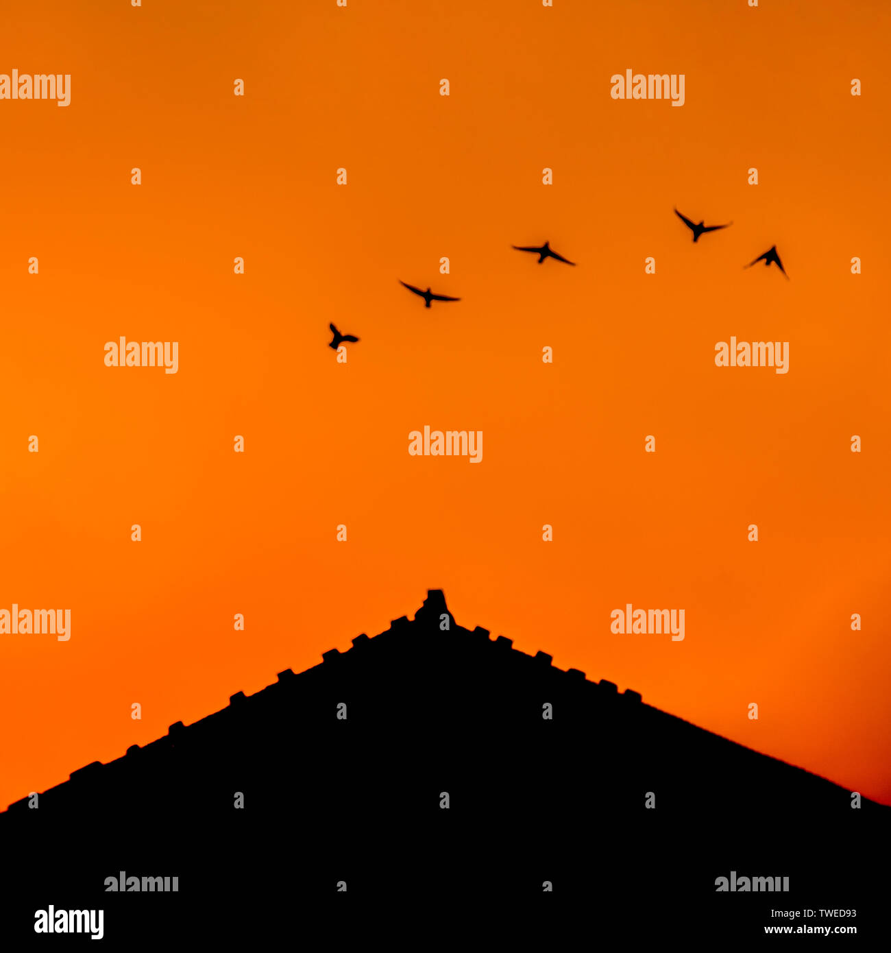Heavenly Gao Ren the birds Stock Photo - Alamy