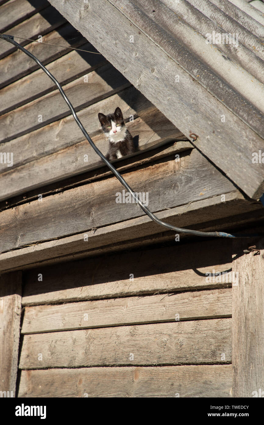 cat on the visor of a wooden barn basking in the sun and looking at the camera Stock Photo