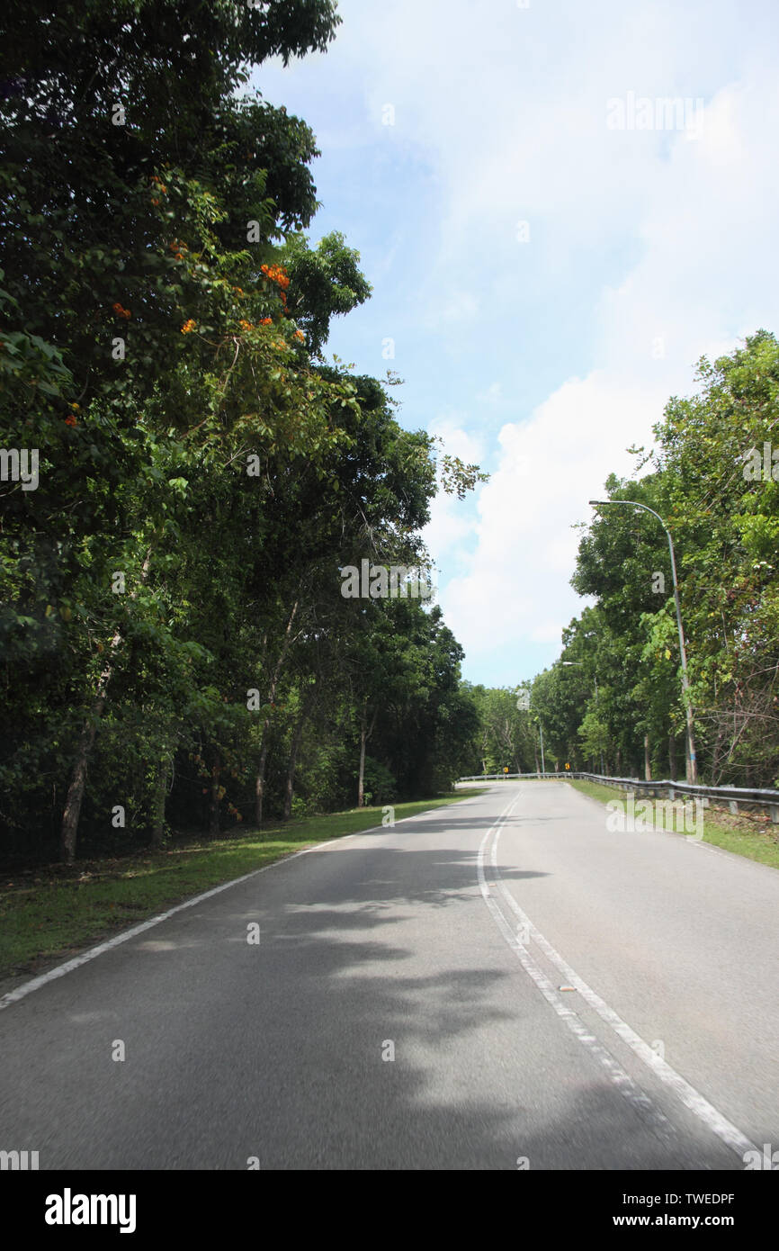 Trees along a road, Malaysia Stock Photo Alamy