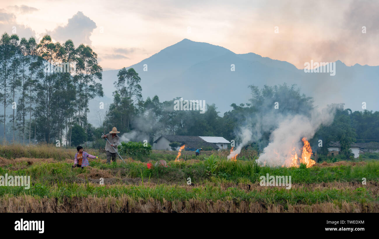 Rural farmland field after rice harvest Stock Photo - Alamy