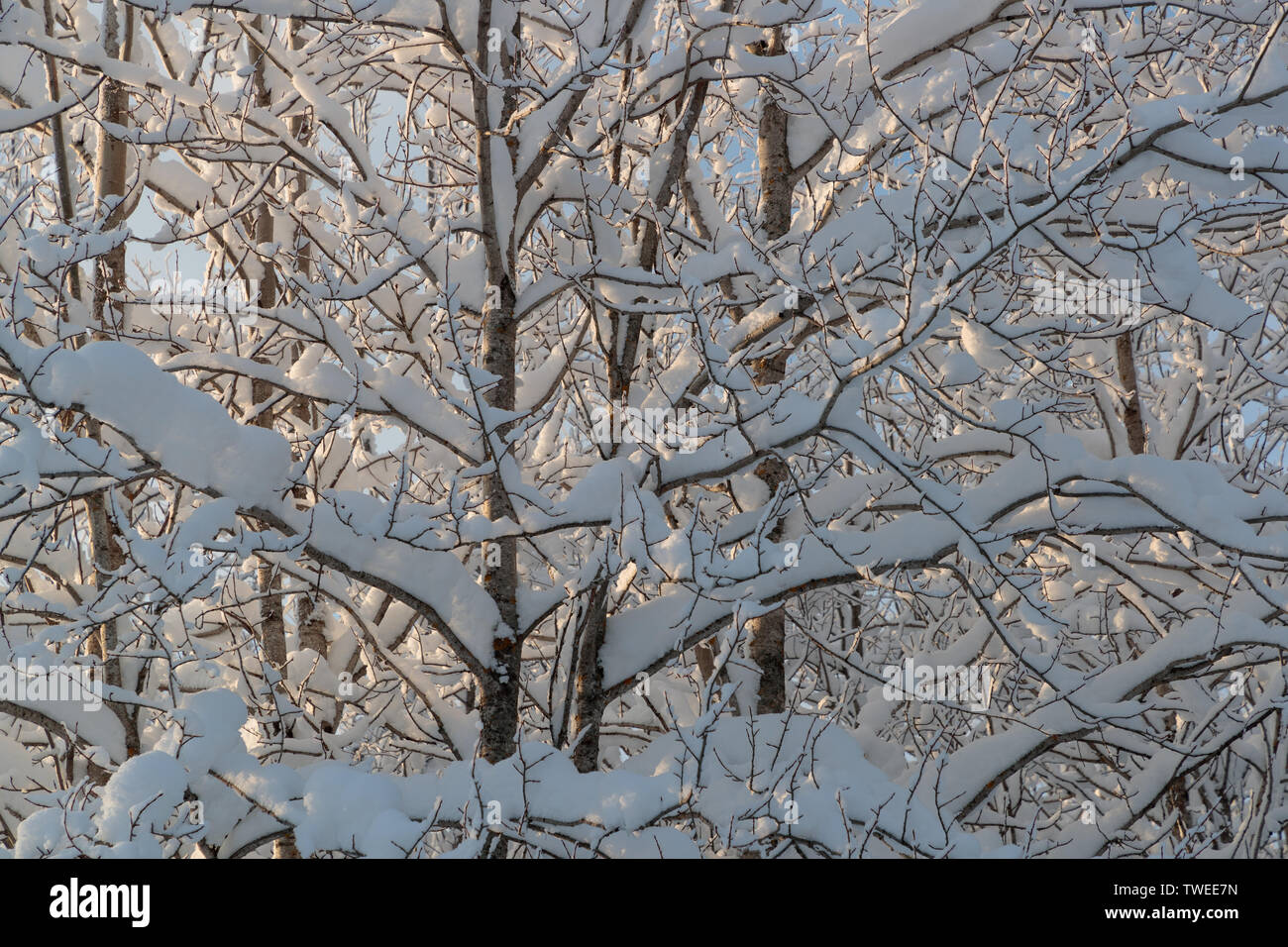 cold and winter landscapes with snow in Russia Stock Photo - Alamy