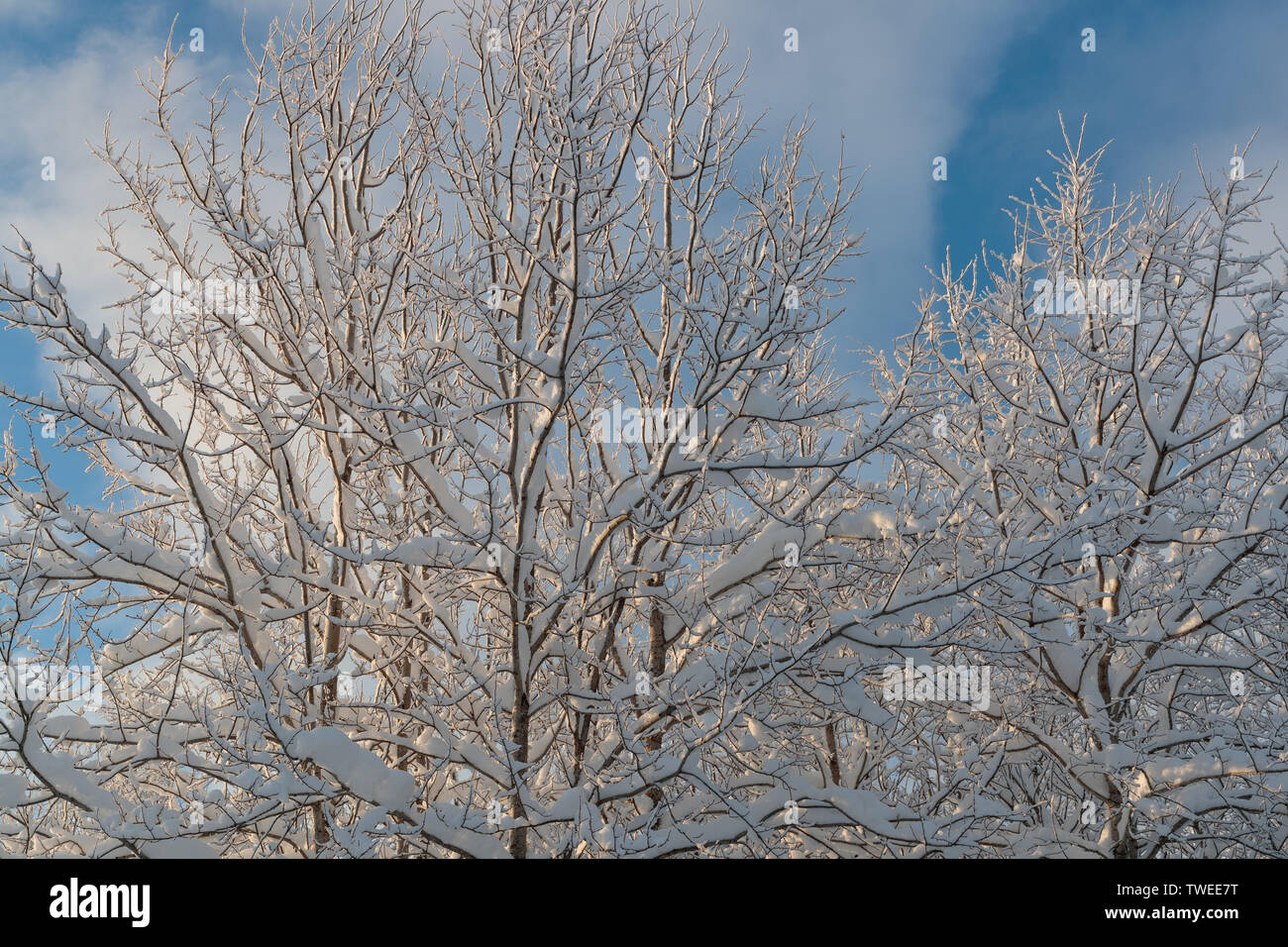 cold and winter landscapes with snow in Russia Stock Photo - Alamy