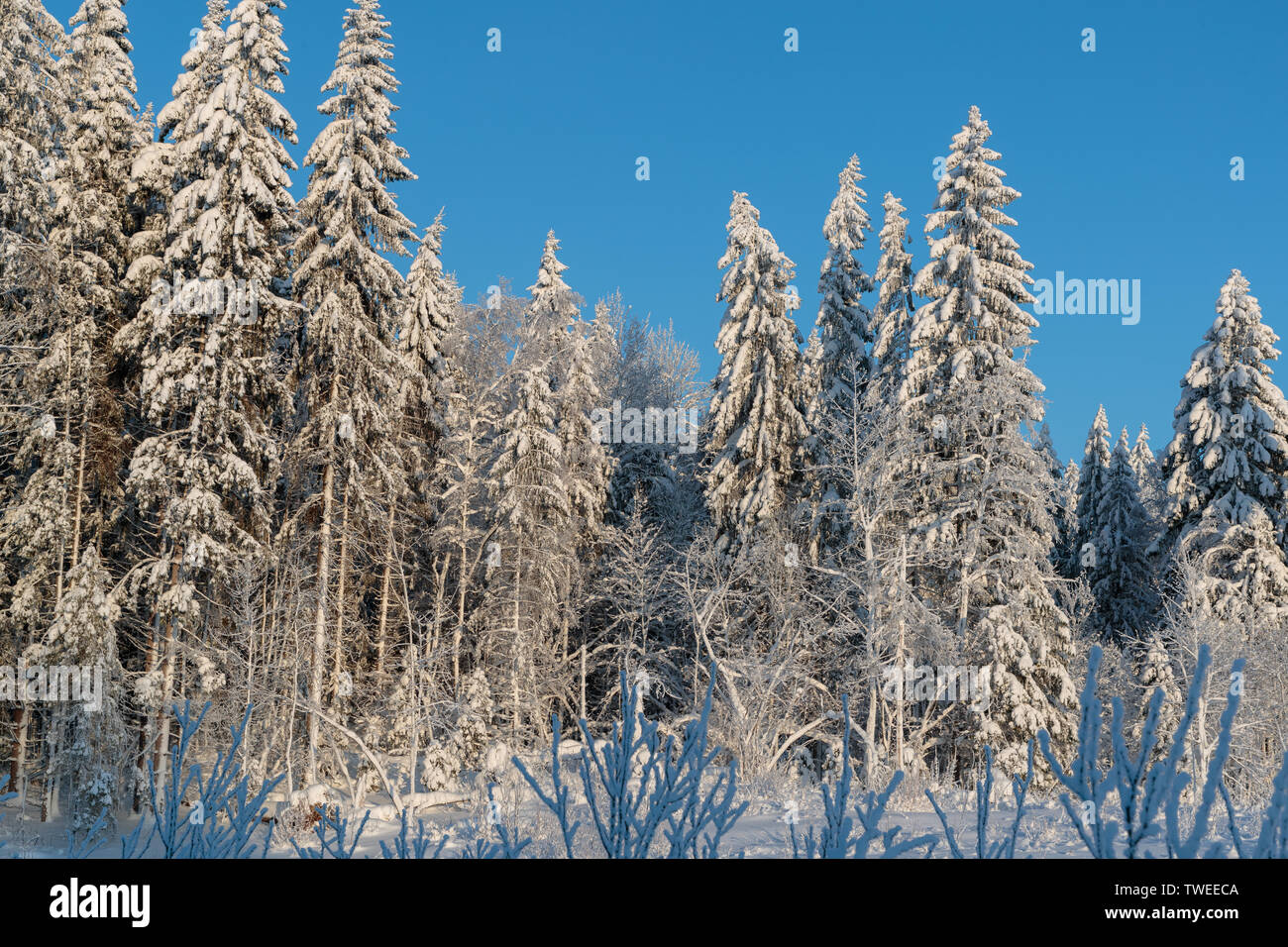 cold and winter landscapes with snow in Russia Stock Photo - Alamy