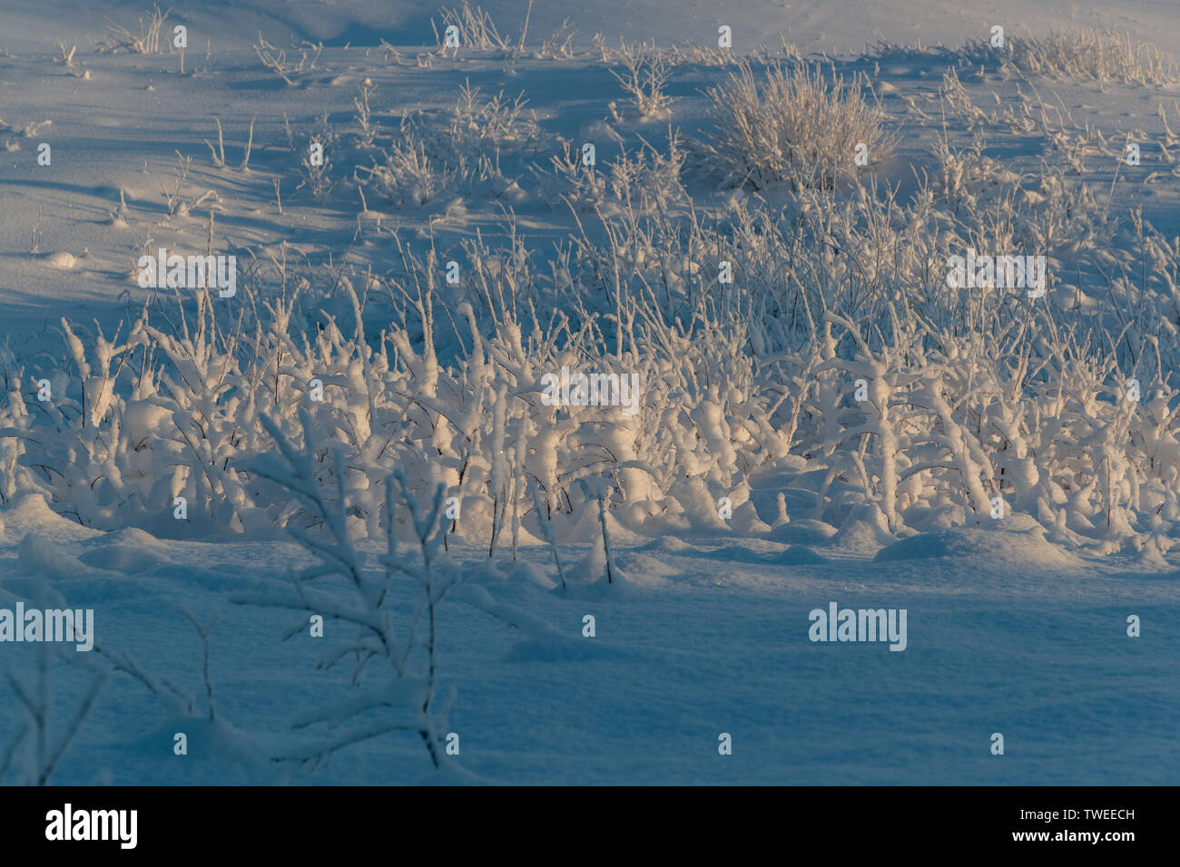 cold and winter landscapes with snow in Russia Stock Photo - Alamy