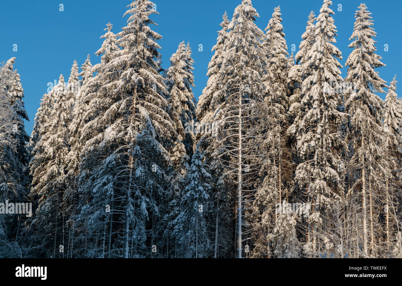 cold and winter landscapes with snow in Russia Stock Photo - Alamy
