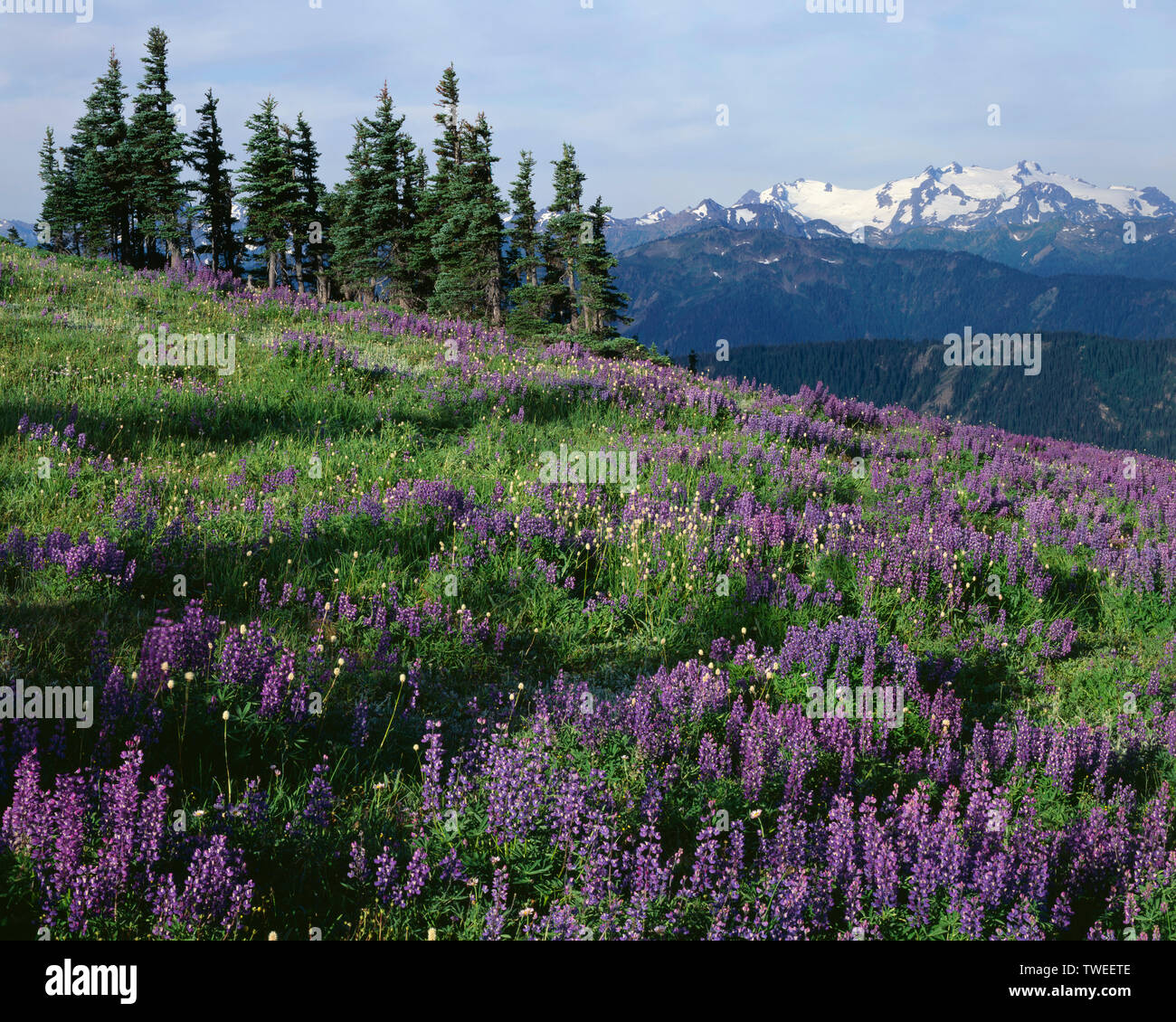 USA, Washington, Olympic National Park, Meadow of broadleaf lupine  and scattered bistort near Obstruction Peak and distant Mt. Olympus. Stock Photo